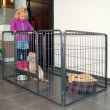 Ograda za pse i druge životinje - veličina M - 4 segmenta, visina 70,5 cm