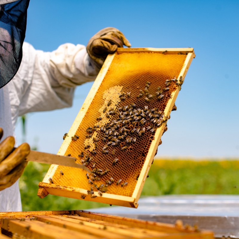 Što nabaviti prije nego počnete pčelariti