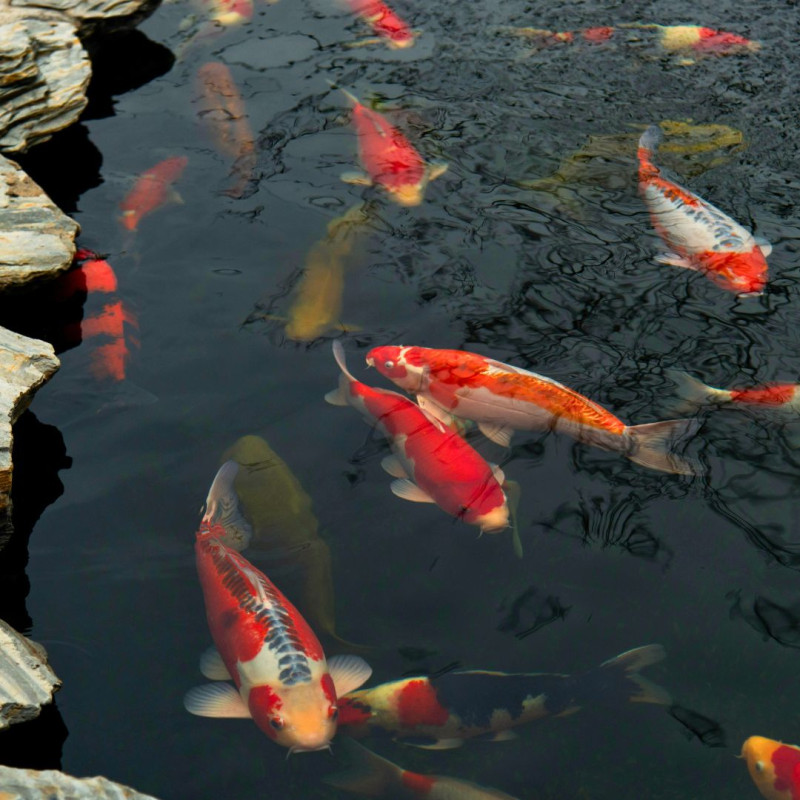 Kako uzgajati Koi šarane?