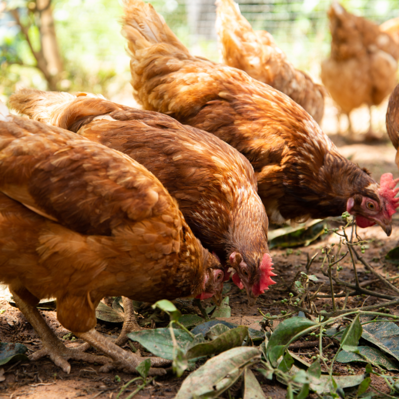 Trebaju li kokoši promijeniti ishranu u proljeće?