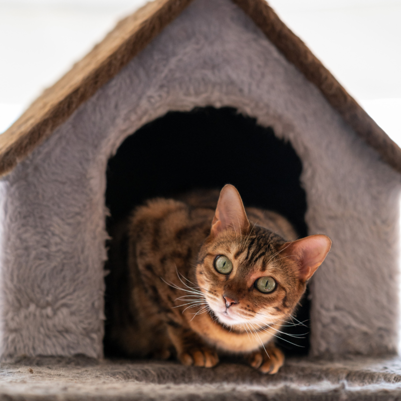 Kako odabrati odgovarajuću kuću za mačku?