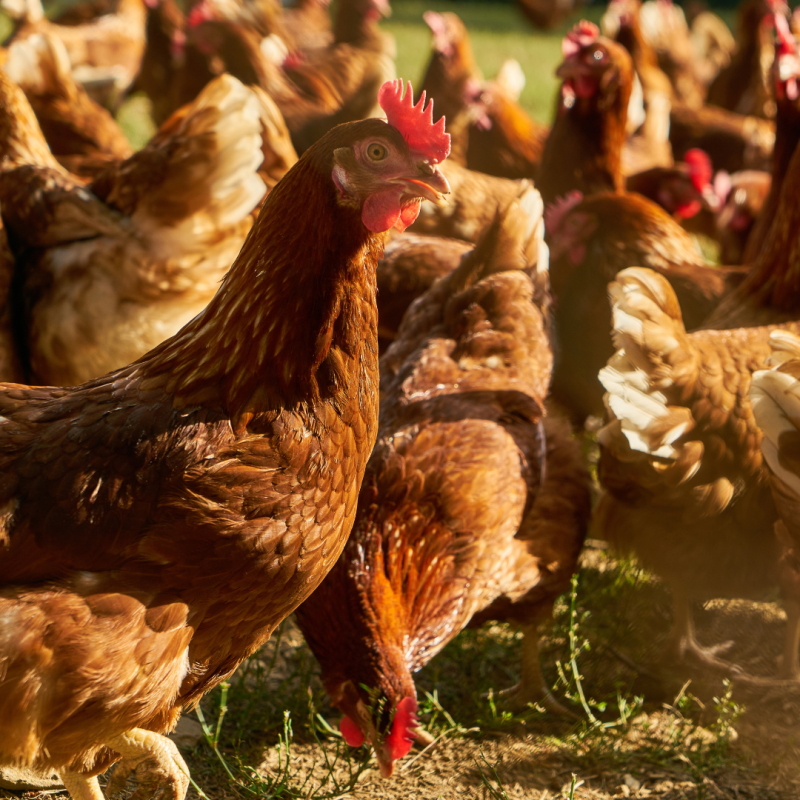 Koje su najčešće bolesti koje pogađaju kokoši?