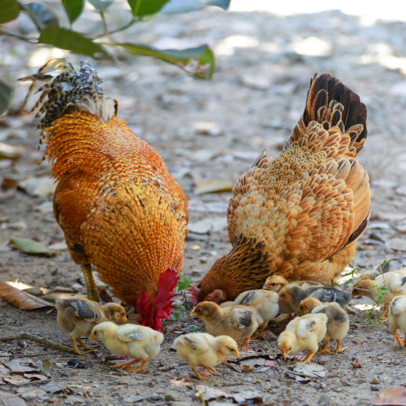 Kako izgleda životni ciklus kokoši?