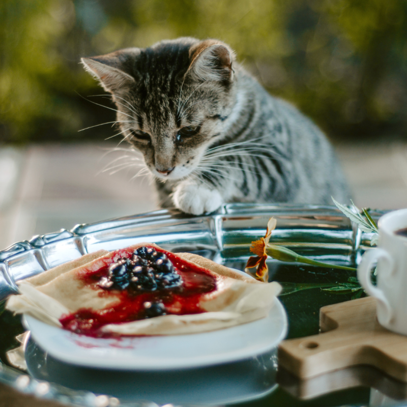 Što mačka ne može jesti?