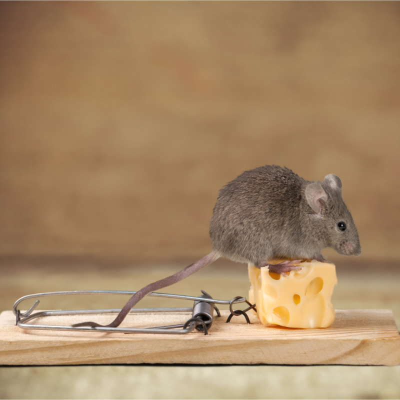 Kako se riješiti miševa u kući?