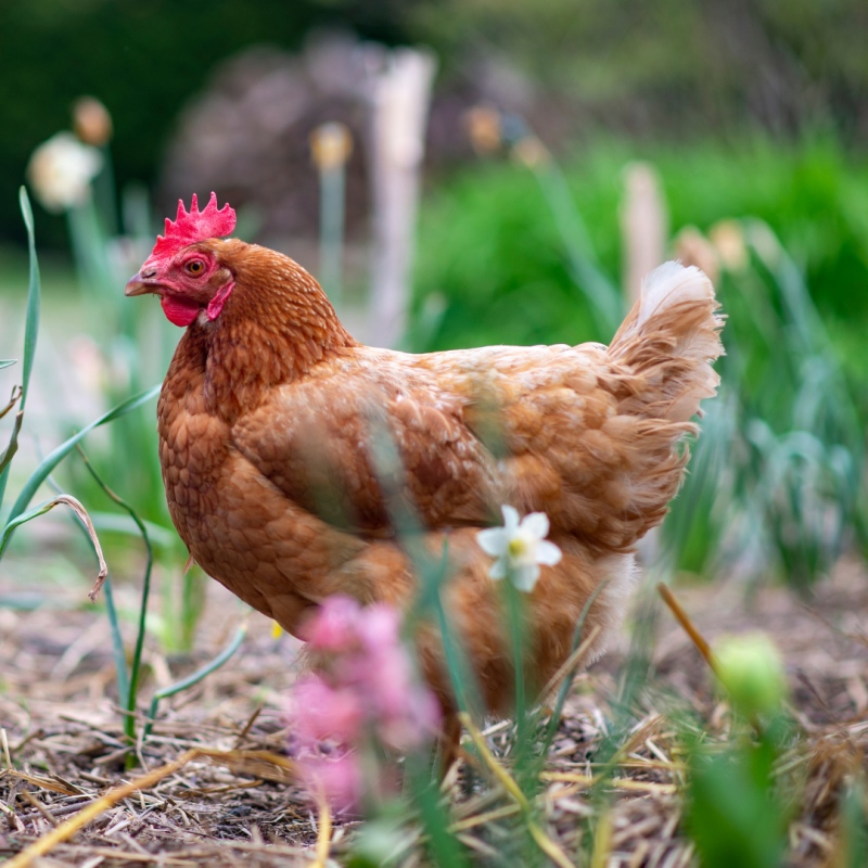 Kako prilagoditi uzgoj kokoši na proljeće?