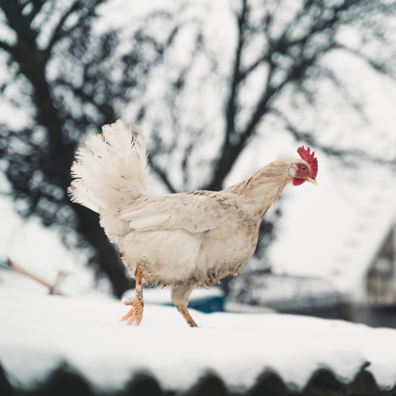 Kako se brinuti za kokoši tako da bez problema prežive zimu?