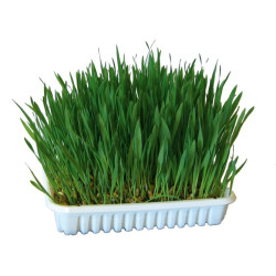Mačja trava u posudici 100 g
