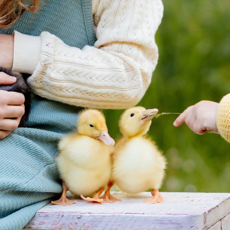 Kako ojačati imunitet životinja nakon zime