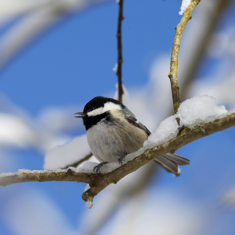 Kako ptice preživljavaju zimu: tajna njihova preživljavanja