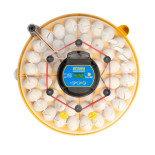 BRINSEA Maxi 48 EX Connect - pametni inkubator za kokoši, prepelice i guske