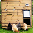 Set za automatsko otvaranje i zatvaranje za kokošinjac CHICKEN GUARD PRO 25x30