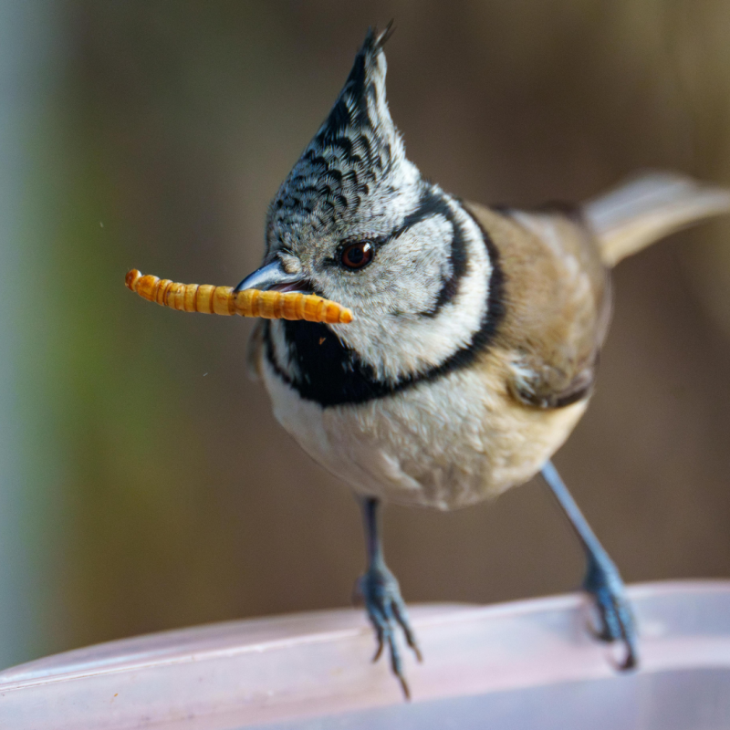 Brašneni crvi: Zašto im nijedna uzgojna farma ne bi trebala odoljeti?