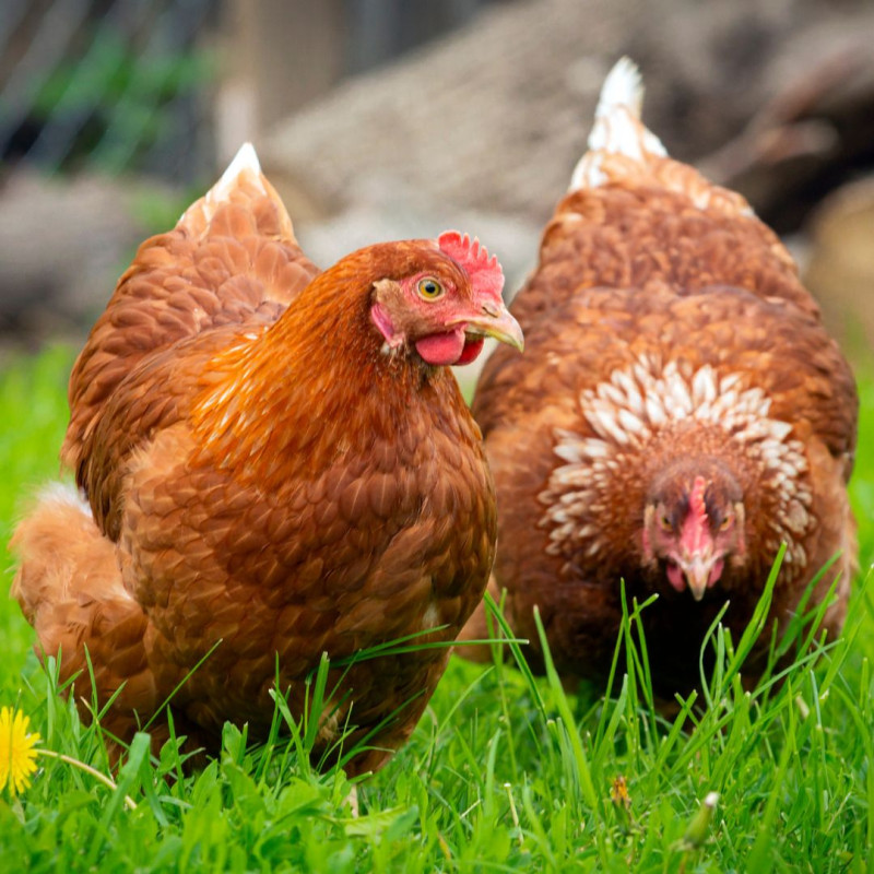 3 stvari koje će vam uštedjeti vrijeme pri uzgoju kokoši!