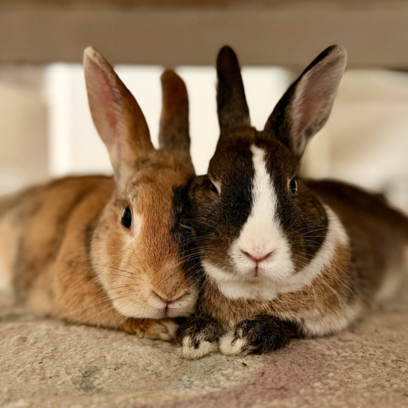 Kako uzgajati kuniće u proljeće