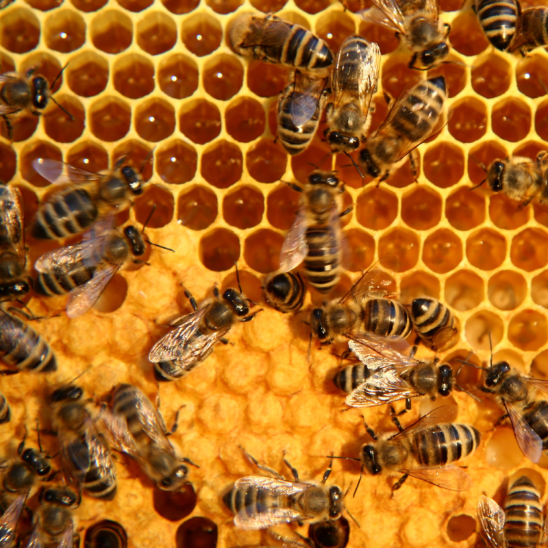 Pčelarstvo: sve za početnike