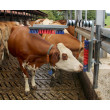Četka za goveda Euro Farm s oprugom