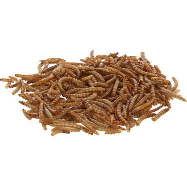 Sušene ličinke brašnara (mealworm), 900 g, Kerbl