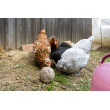 Kugle za kljucanje za kokoši - 6 kom (3kg)