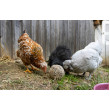 Kugle za kljucanje za kokoši - 6 kom (3kg)