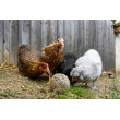 Kugle za kljucanje za kokoši - 6 kom (3kg)