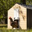 Automatska vrata za kokošinjac RUN-CHICKEN T50