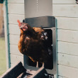Automatska vrata za kokošinjac AGROFORTEL - siva
