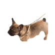 Oprsnica za štence i male pse Puppy
