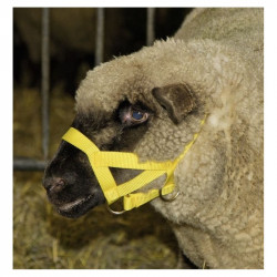 Ular za ovce i ovnove žute boje