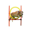 Kerbl agility prepreke za pse, set