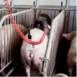 Inseminacijski stimulator Stimulus, za krmače