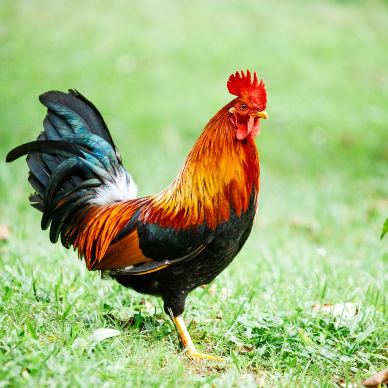 Što učiniti s agresivnim pijetlom?