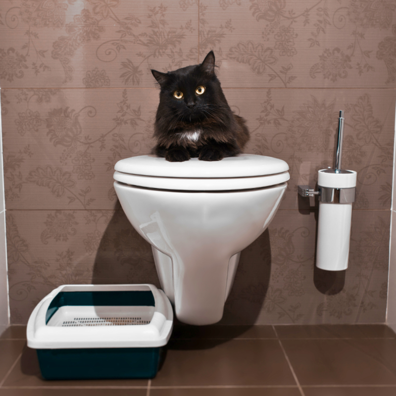 Kako naučiti mačku koristiti ljudski WC?
