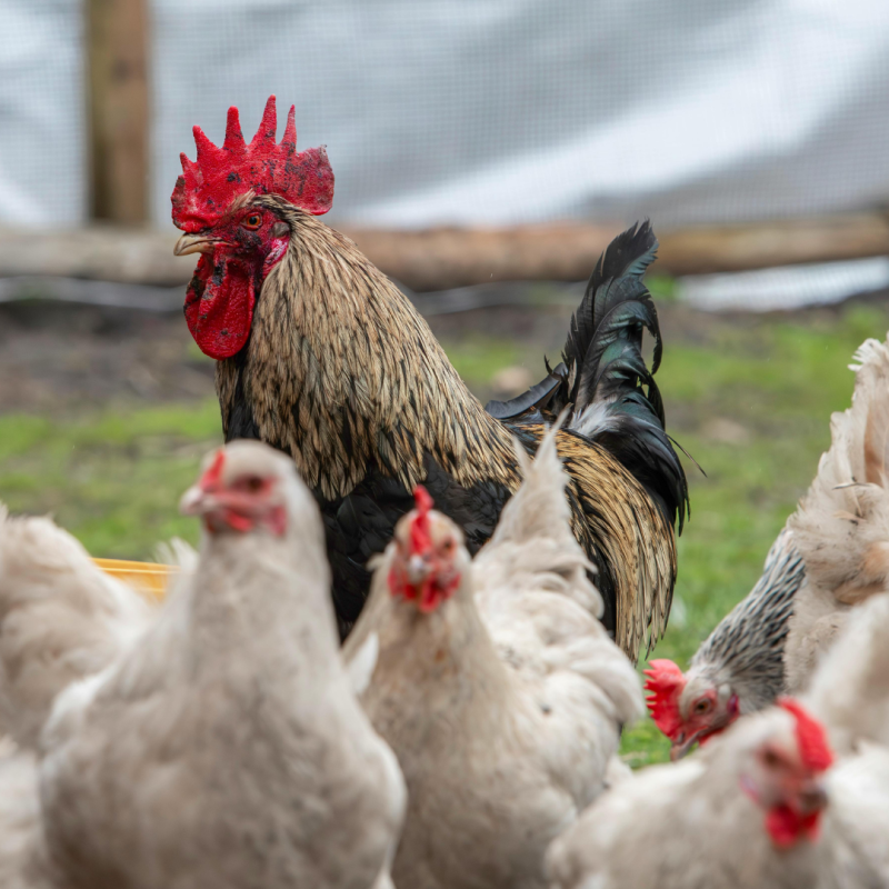 Načini uzgoja peradi