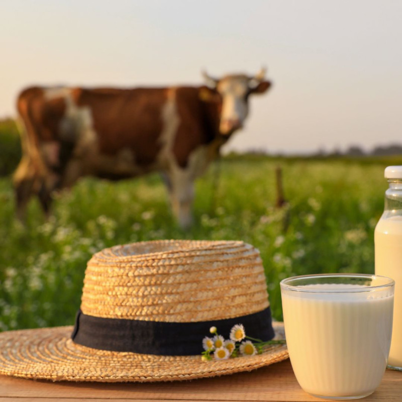 Što utječe na okus mlijeka?