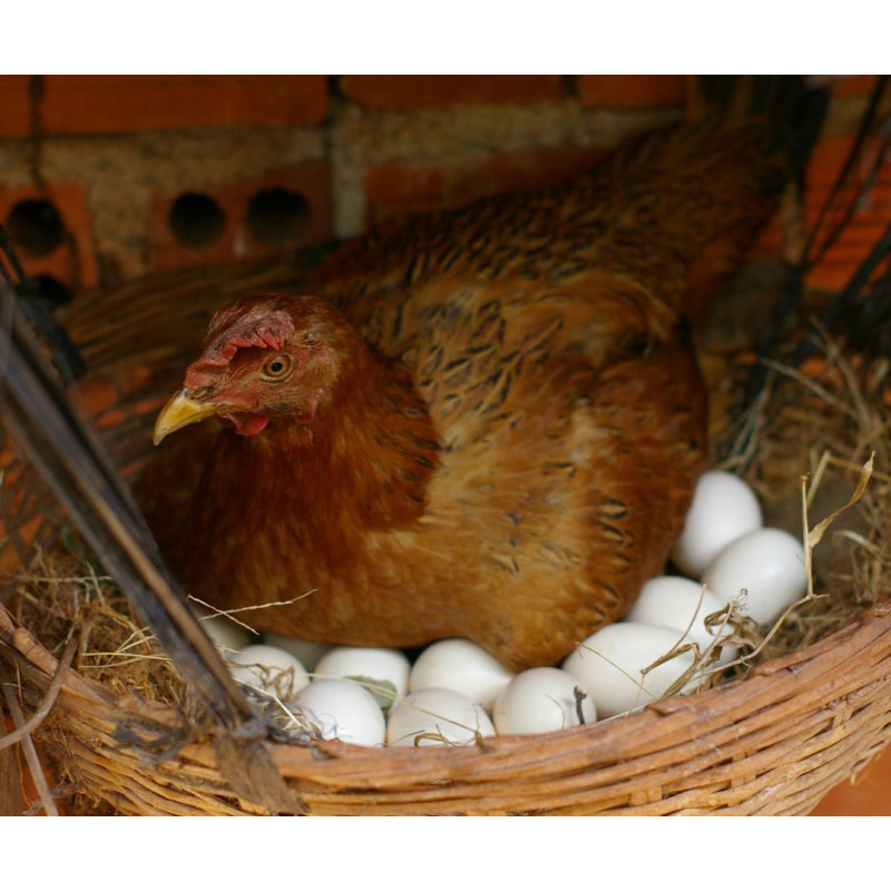 Kokoši nesilice: koje pasmine nose najviše jaja