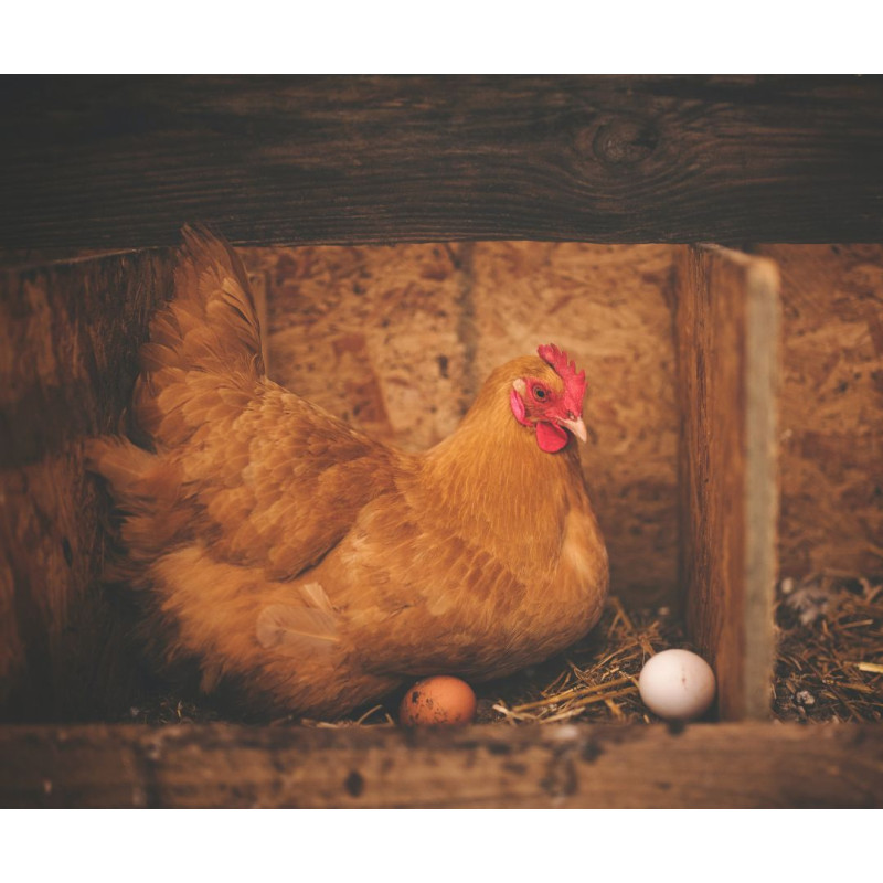 Pravilan odabir i postavljanje gnijezda za kokoši
