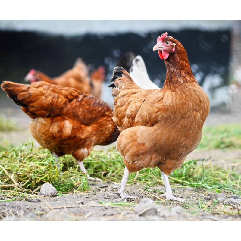 Kako uzgajati mesne kokoši - Praktični savjeti za početnike