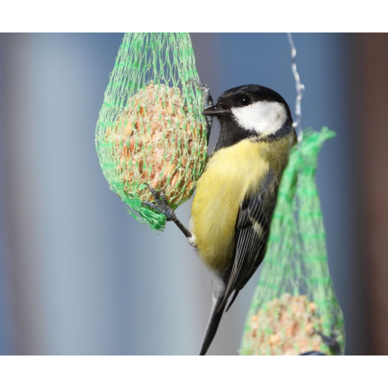 Hrana za ptice na otvorenom ili što staviti u hranilicu