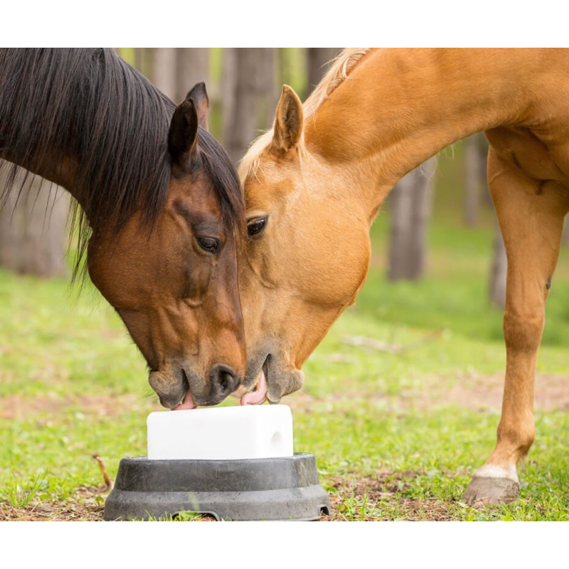 Zašto je lizanje važno za konje i koje vrste lizalica postoje?