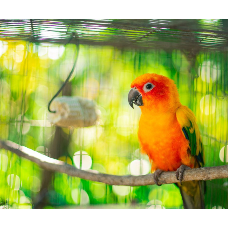 Kako odabrati kavez za papige i gdje ga postaviti