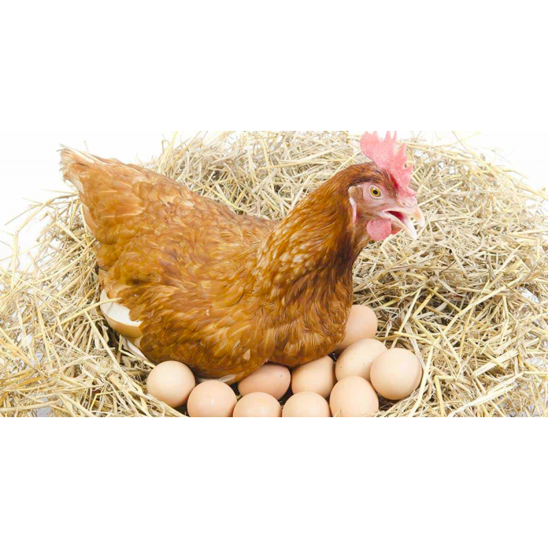 Do koje godine kokoši nesu jaja?