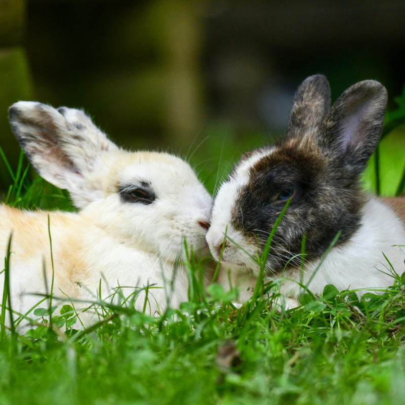 Kako prepoznati gravidnost kod ženke kunića?