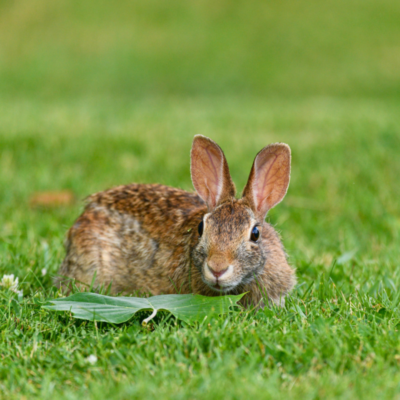 Zec vs. kunić: koja je razlika?