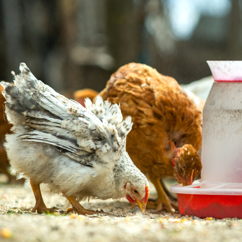 Kako odabrati vitamine i minerale za kokoši