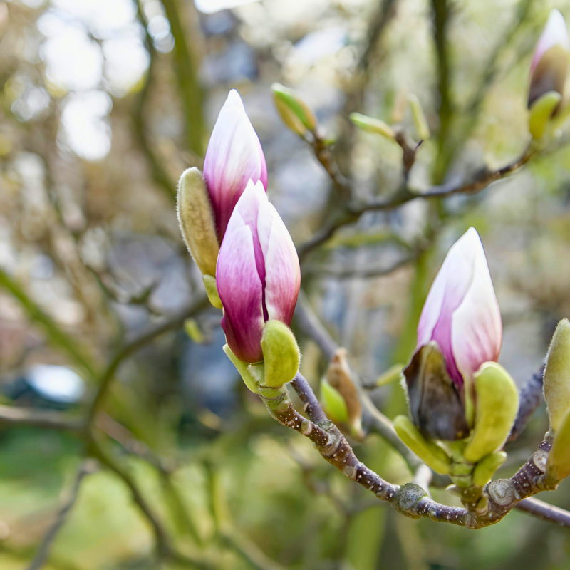 Kako zaštititi vrt od proljetnih mrazeva