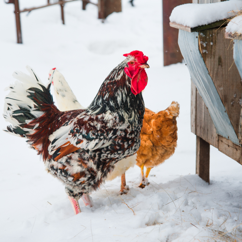Kako spriječiti smrzavanje pojilice zimi: vodič za svakog uzgajivača
