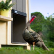 Automatska XXL vrata za kokošinjac RUN-CHICKEN Giant