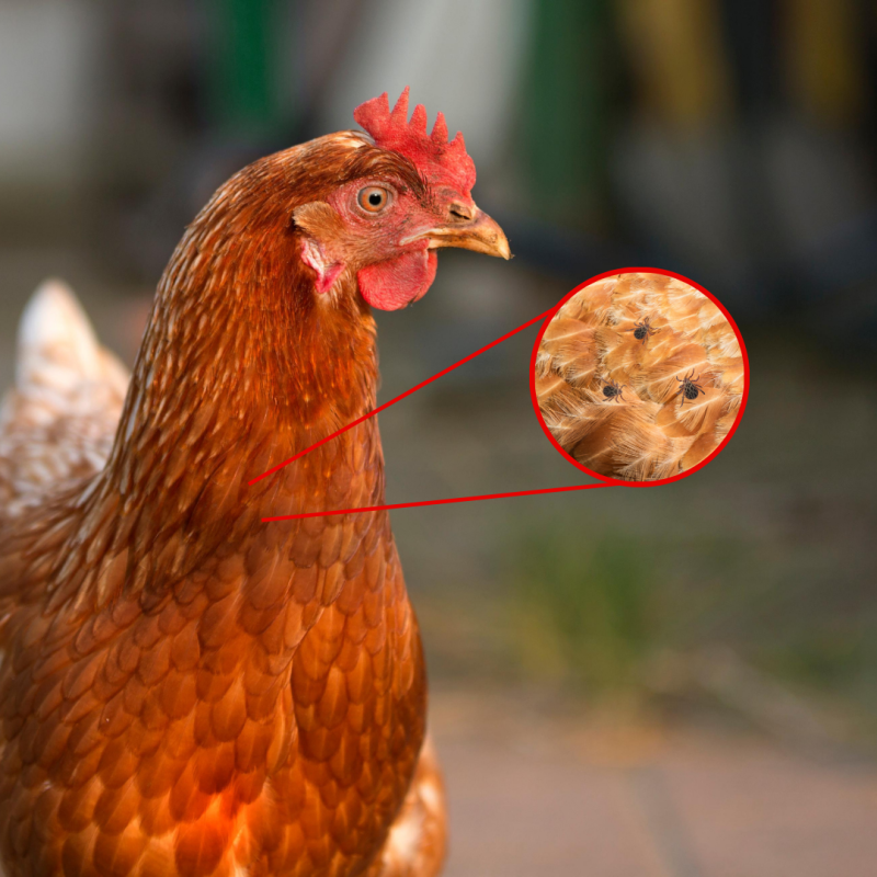 Kako suzbiti tekut kod kokoša?