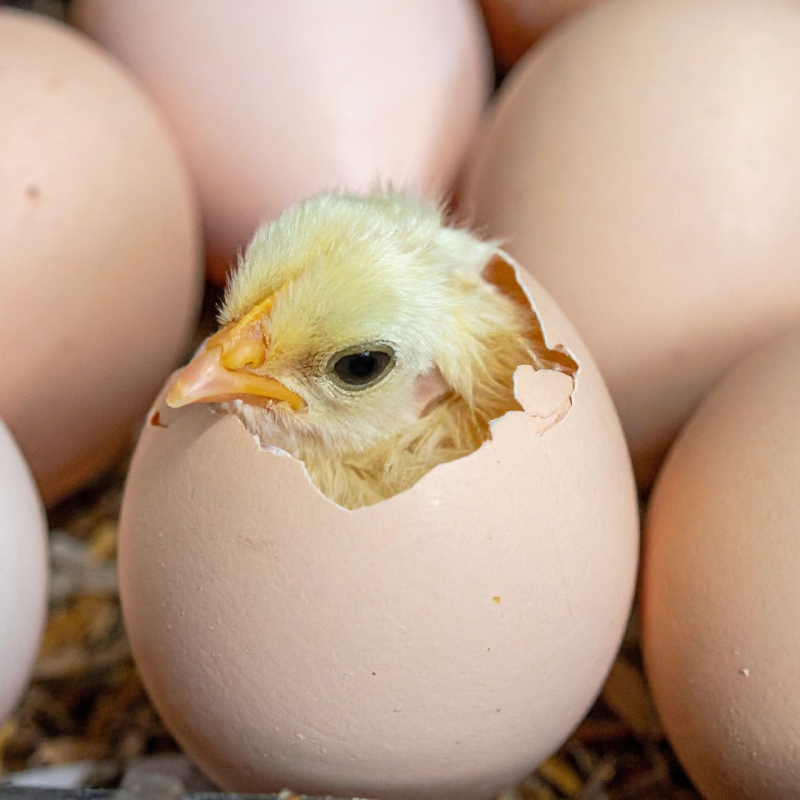 Koja je optimalna temperatura u inkubatoru za piliće?